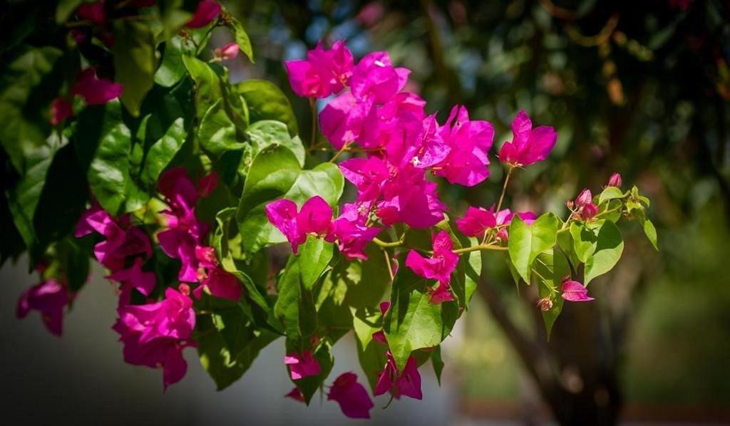 Agva Apart Otel Kemer Bagian luar foto